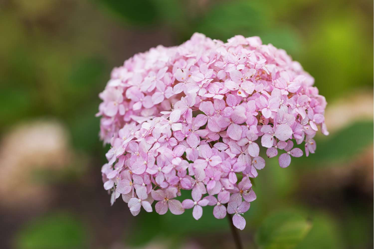 Pallohortensia 'Candybelle Bubblegum'